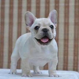 专业法斗（要🐶🐶私信）