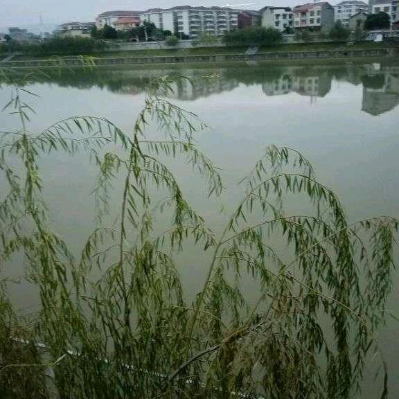 我喜欢夏天