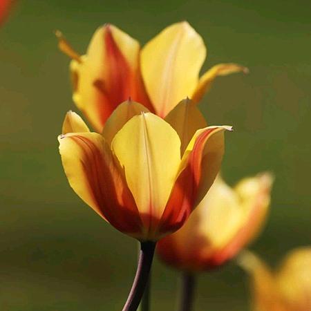心有阳光一路芬芳