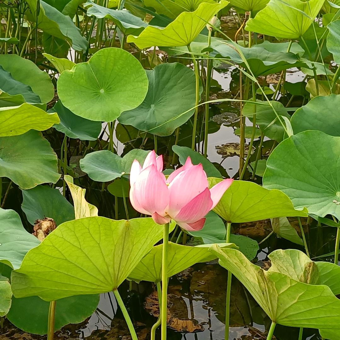 এ᭄ꦿ魏᭄李而来🌸࿐ᩚ