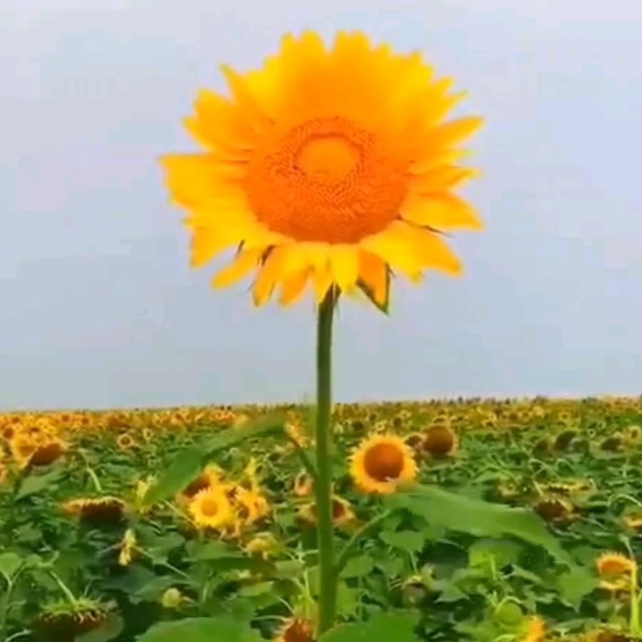 傻💘💘瓜