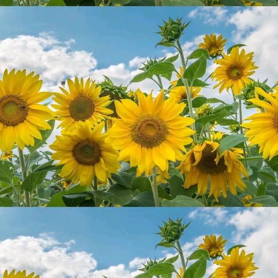 向日葵.🌻