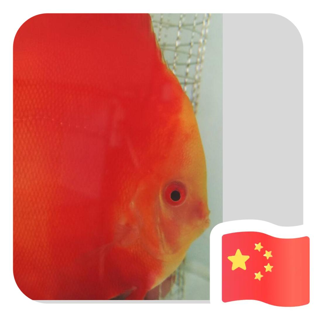 尕穆阁精品七彩
