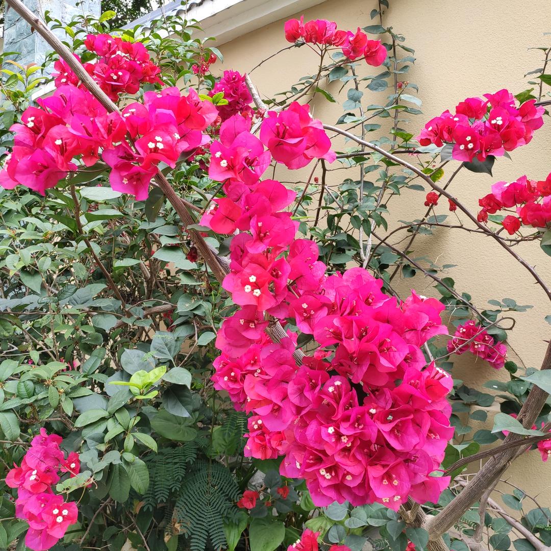 ⭐️奶茶七分糖⭐️