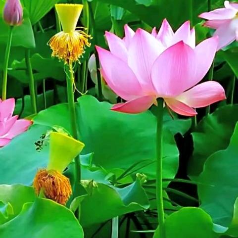 莹彩臻选阁