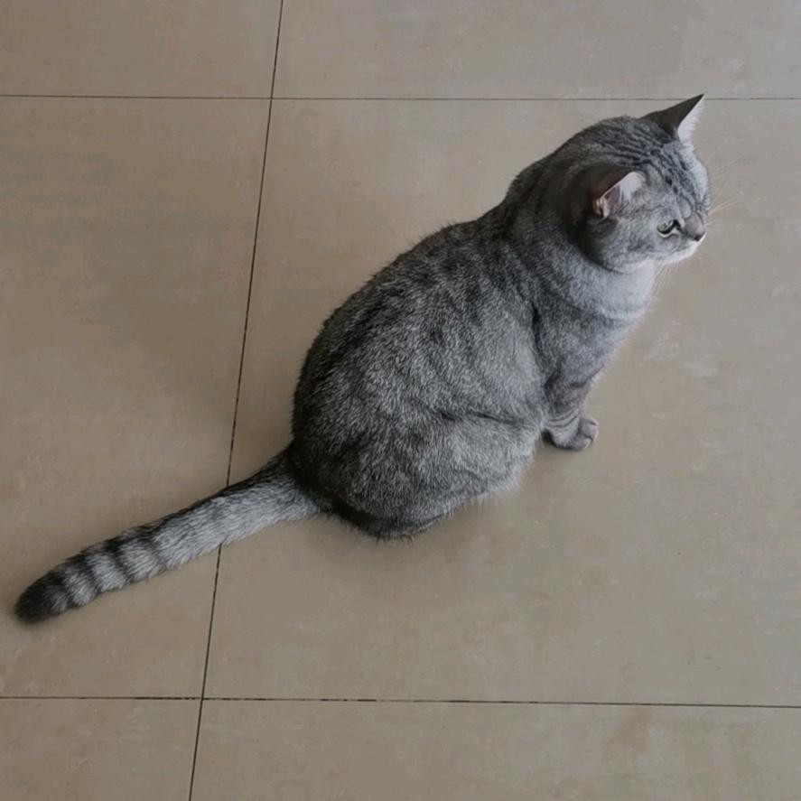 睿智