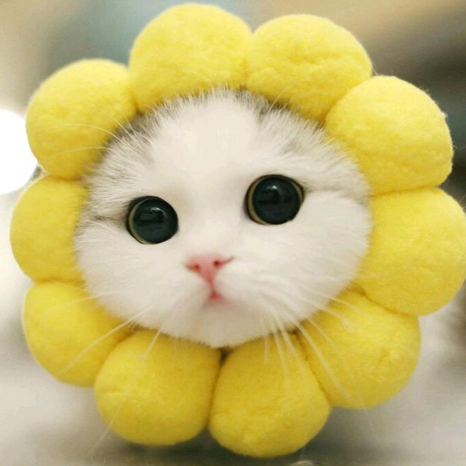 阿花