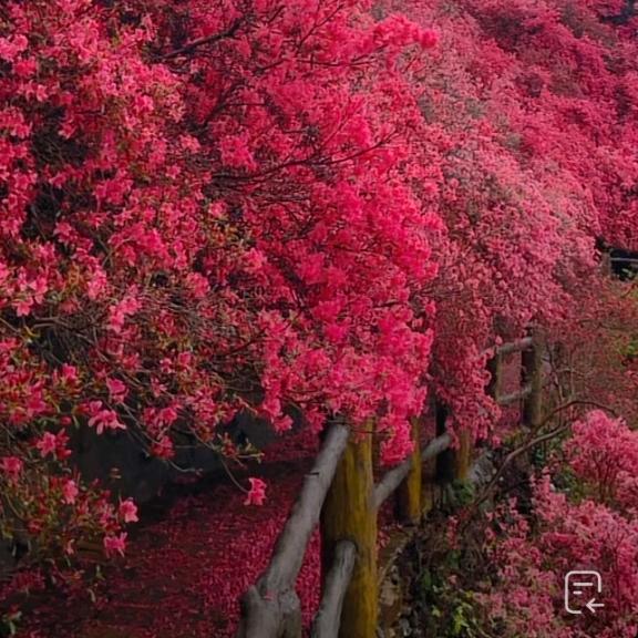 雪花飞扬