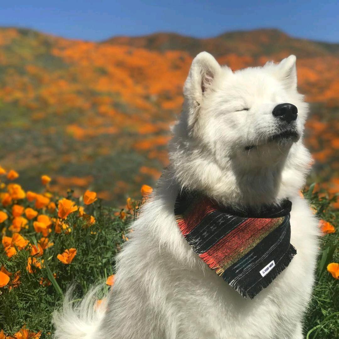 枝呐🌵