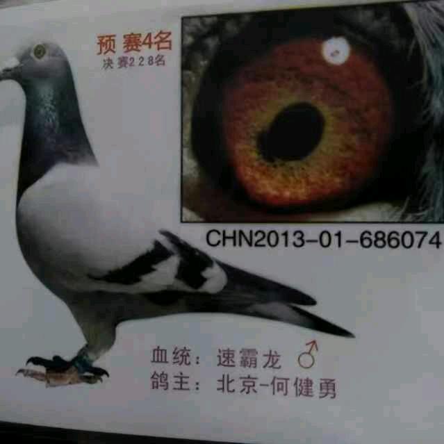 灰鸽子