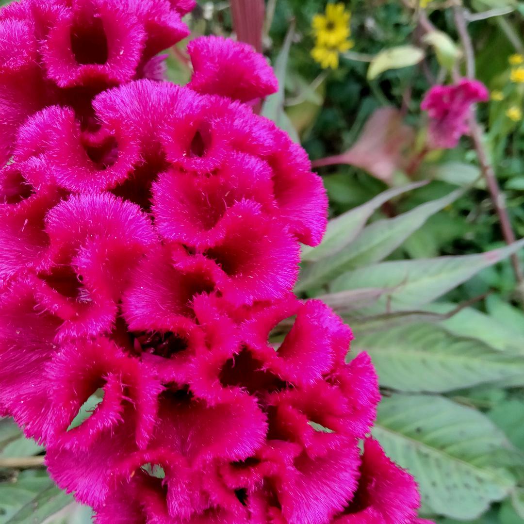 芝姐