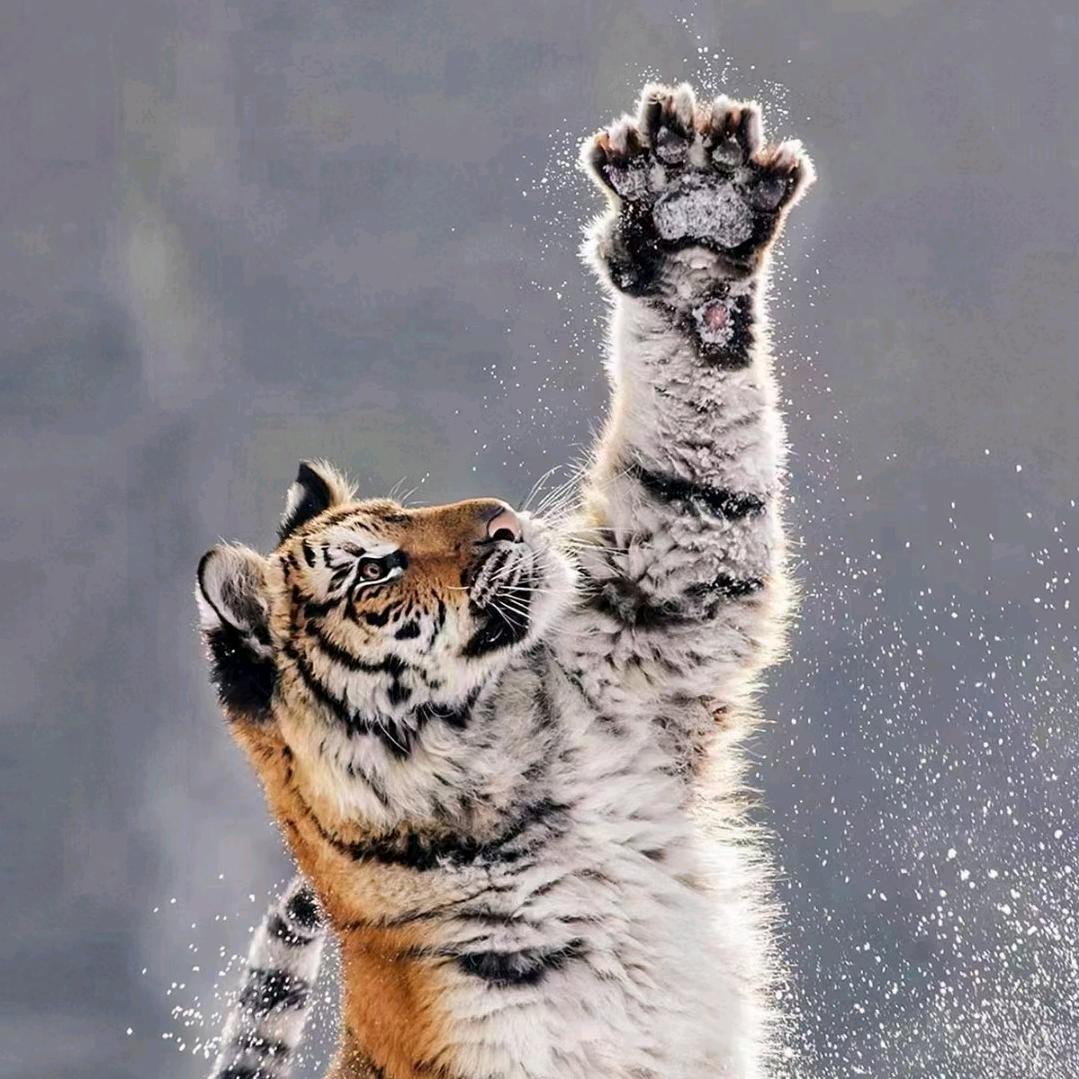 二宝的乐园~(^з^)-♡