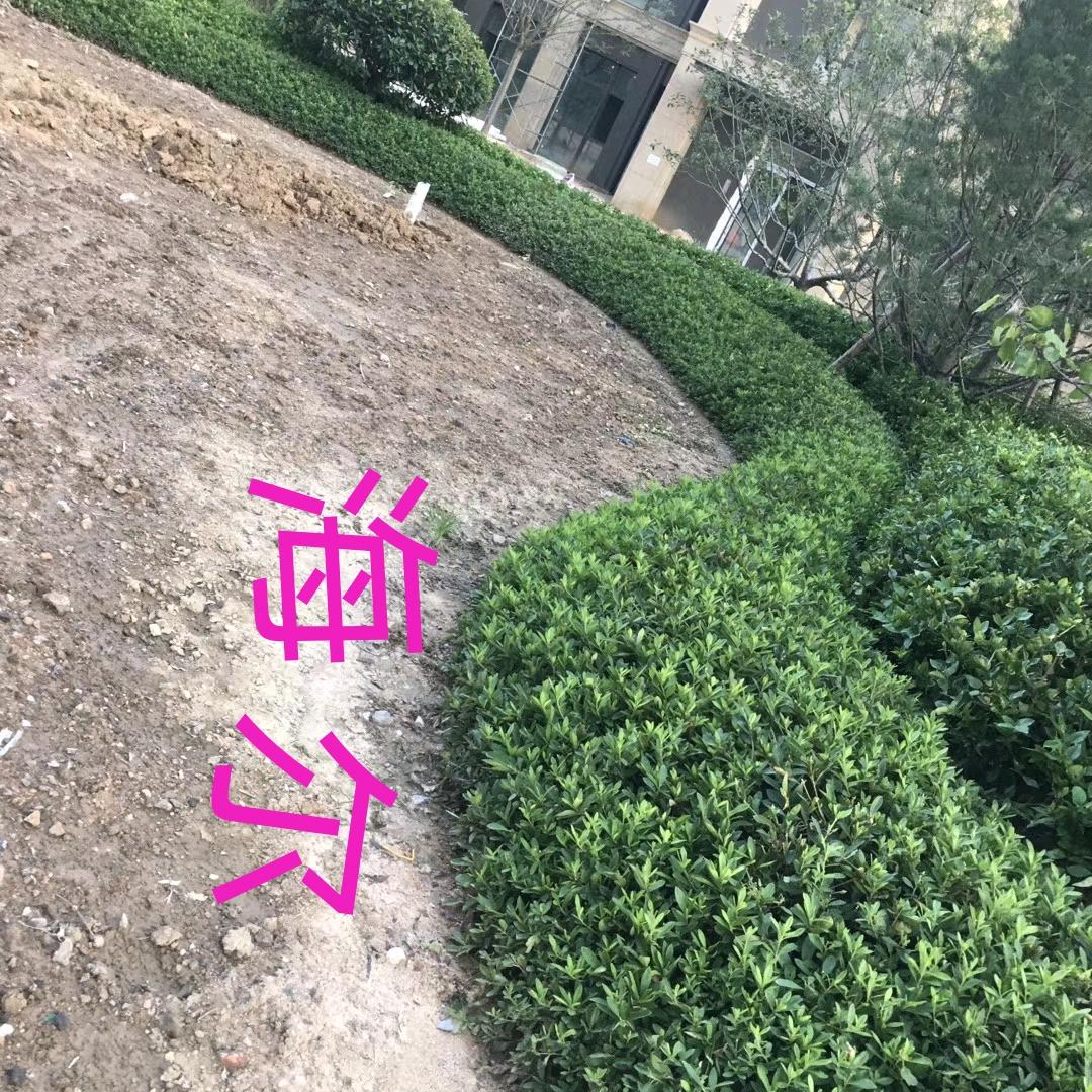 青岛园林绿化劳务队伍