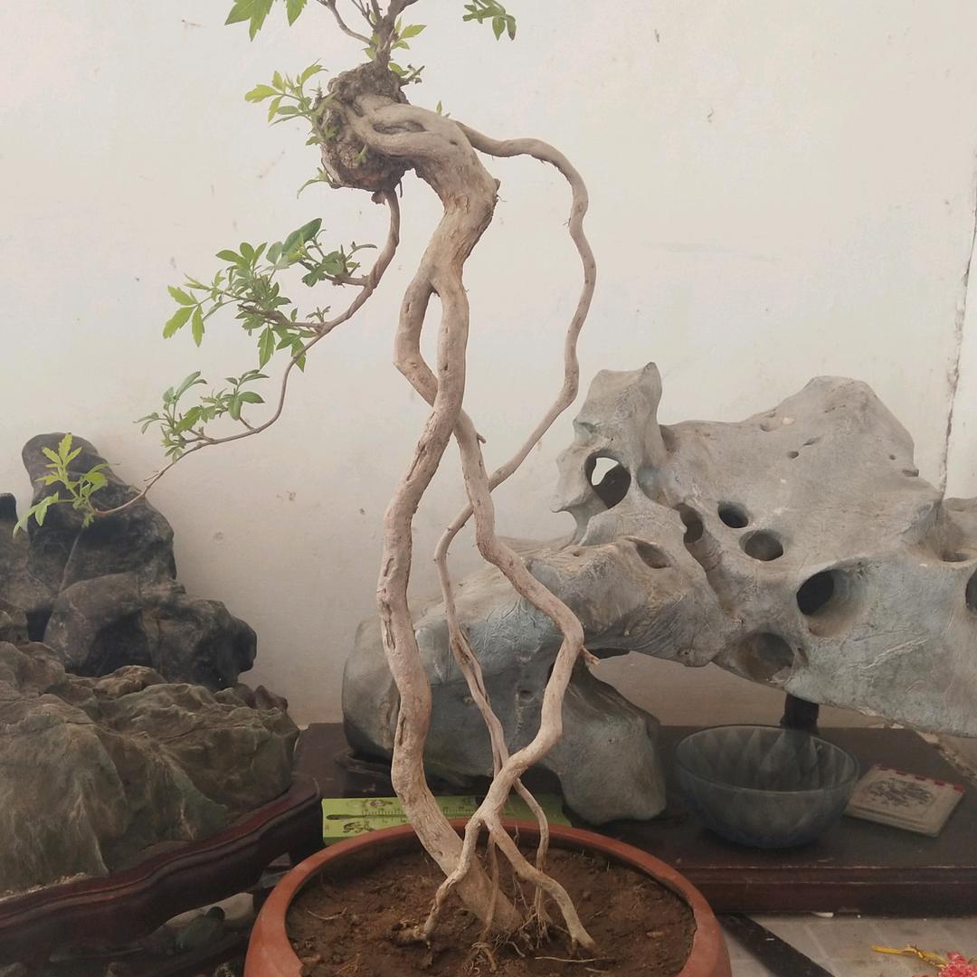 清泉