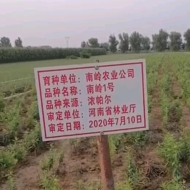 盛周家庭农场，经营农产品和巴旦木育苗种植