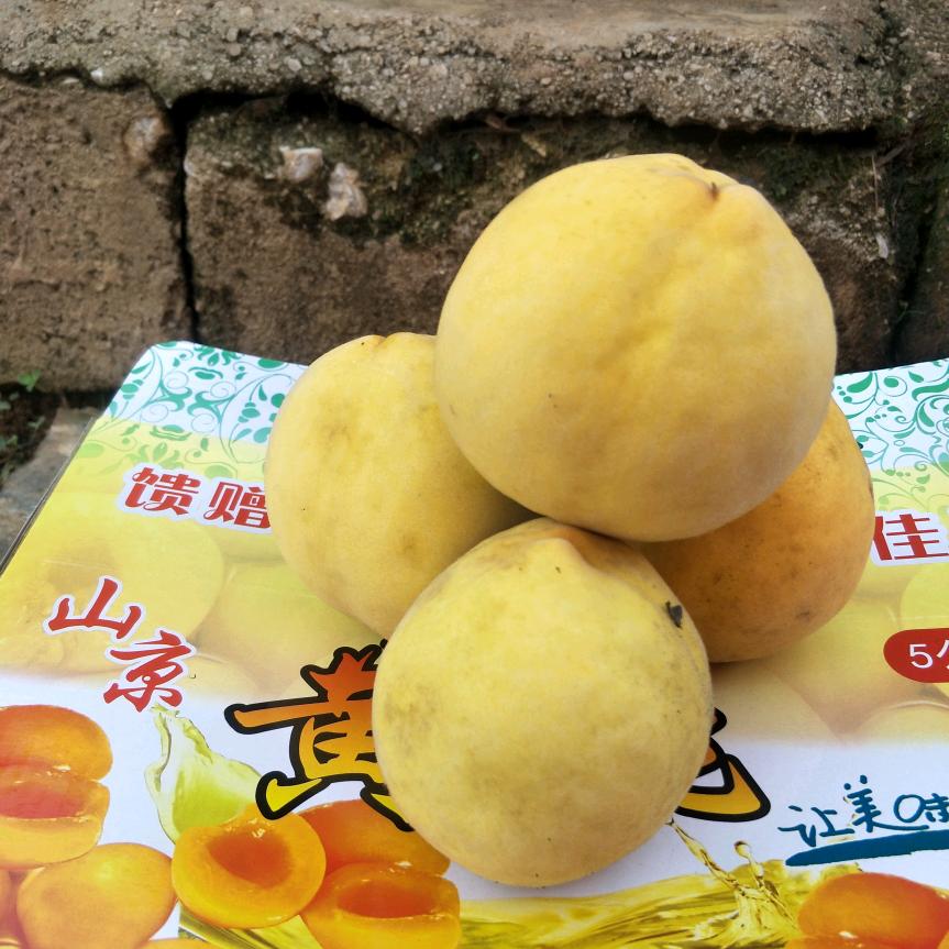 黄桃伍姐