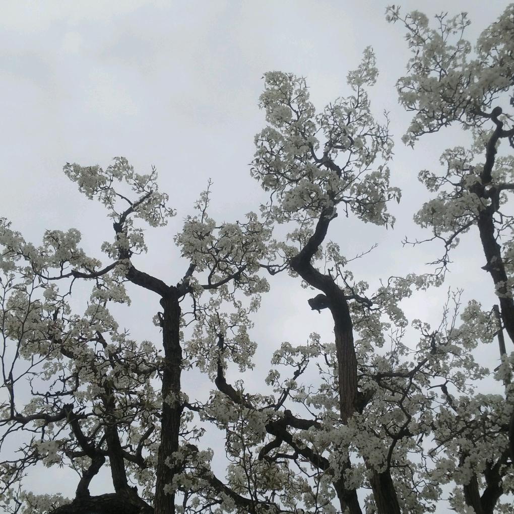 风清云淡