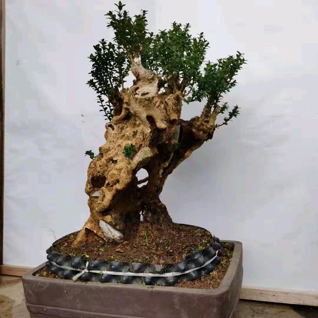 缘艺古桩盆景园