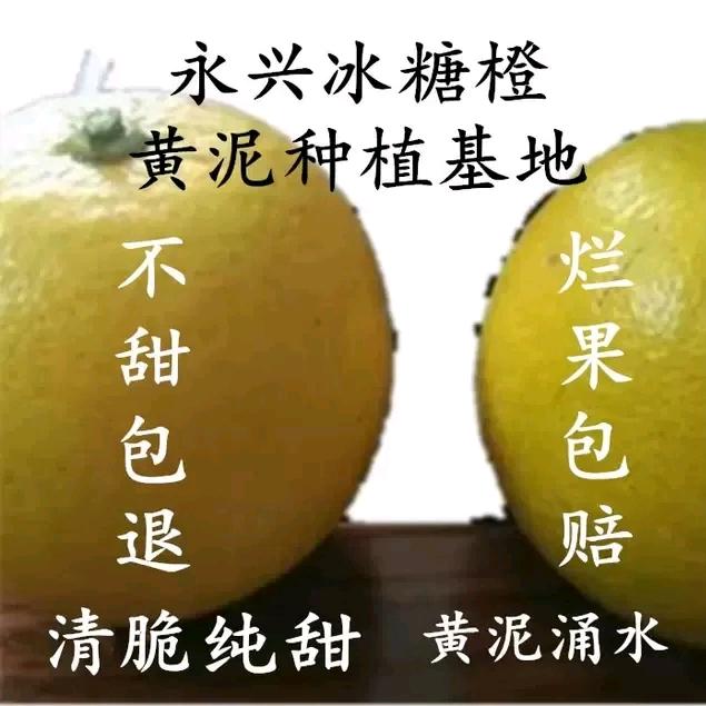 永兴冰糖橙黄泥种植区