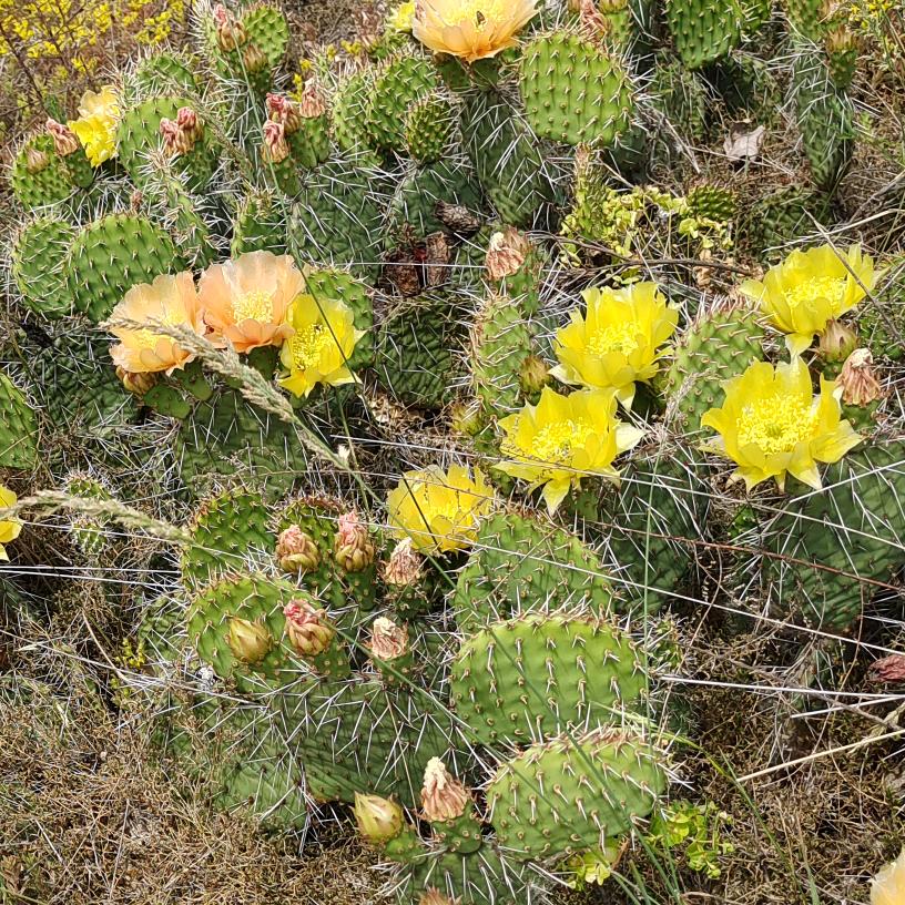 小毛桑葚采摘园