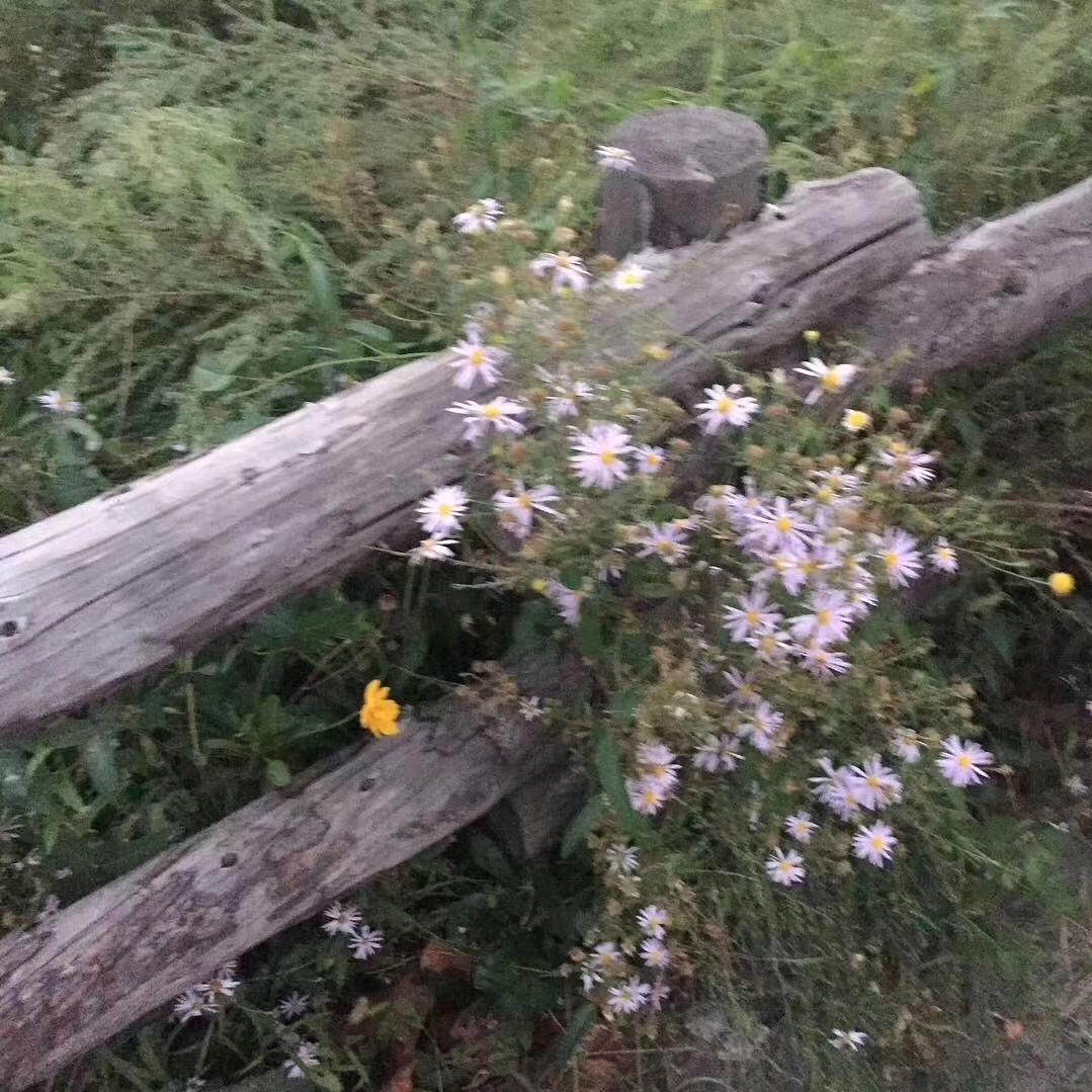 The