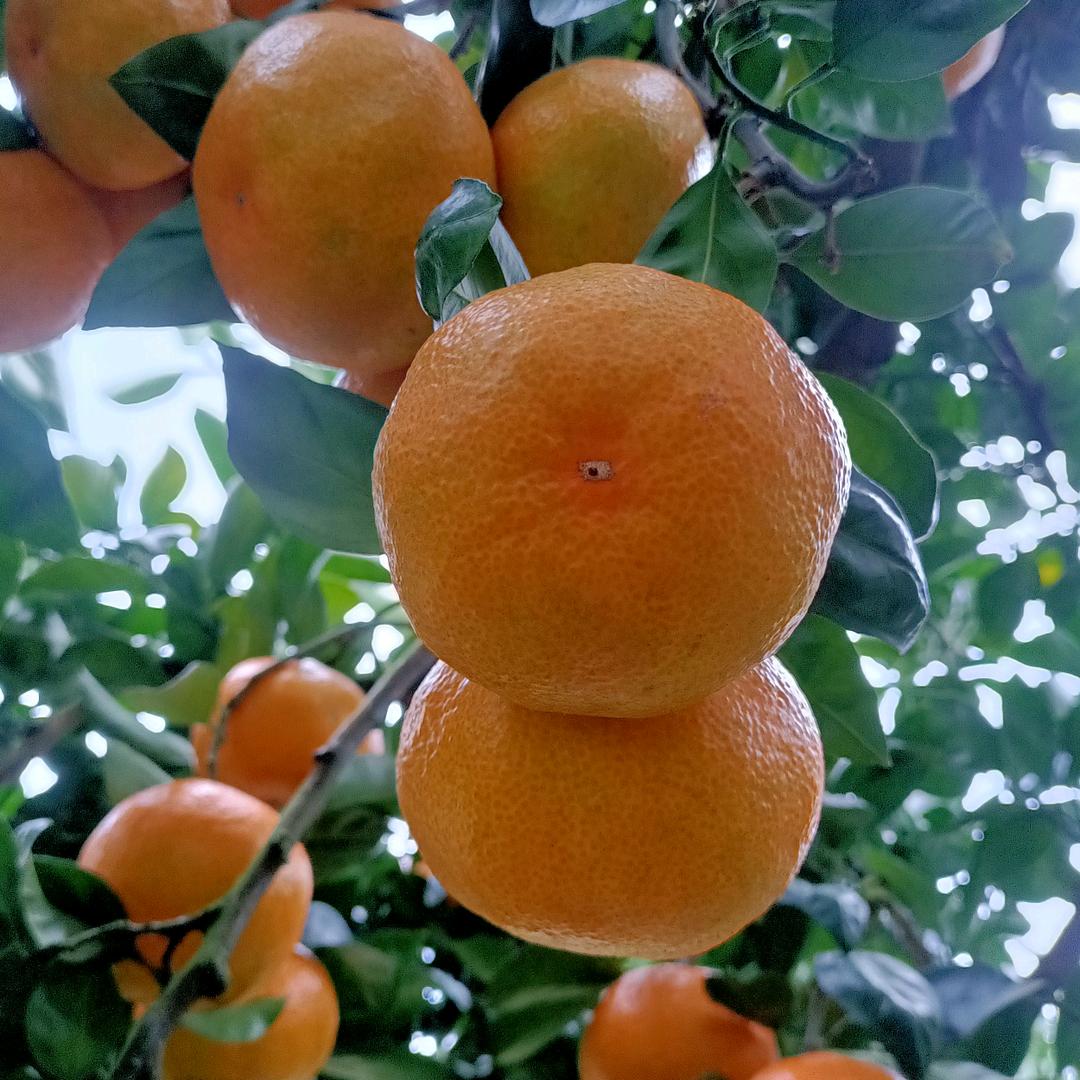 绿茵农产