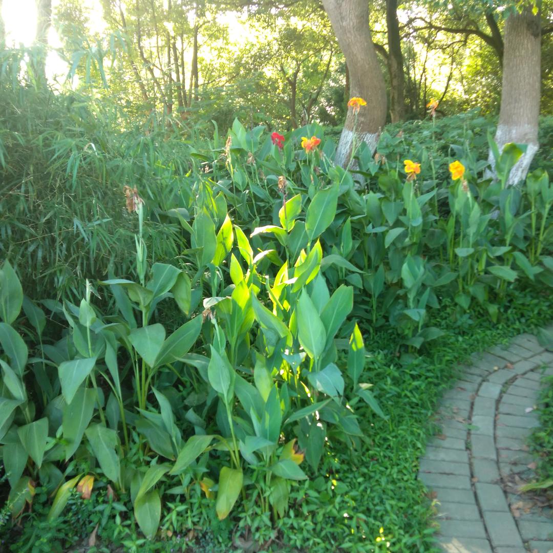夏沬