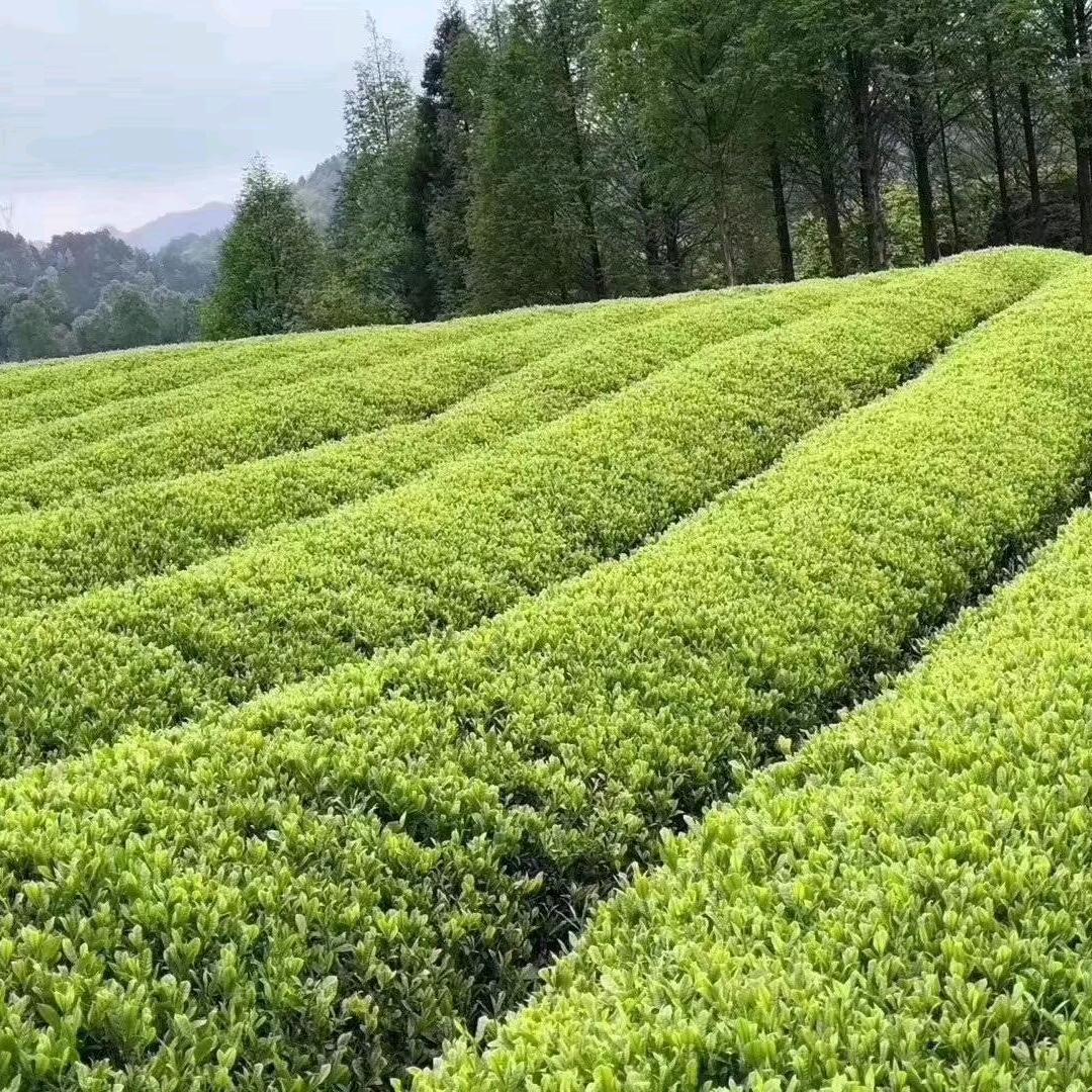 没人替你坚强