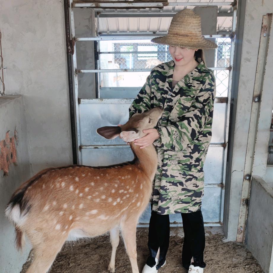 杏丫头养鹿