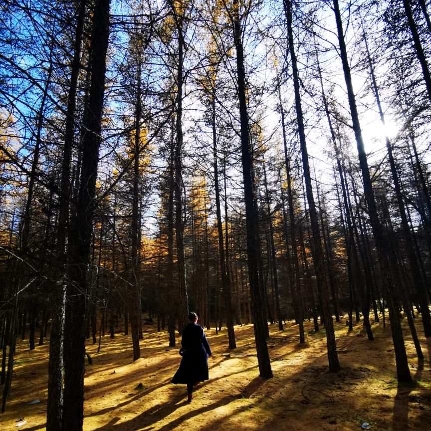 兰州市七里河区泽树文化培训学校官方号