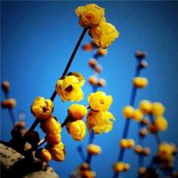 好人一生平安聚哥