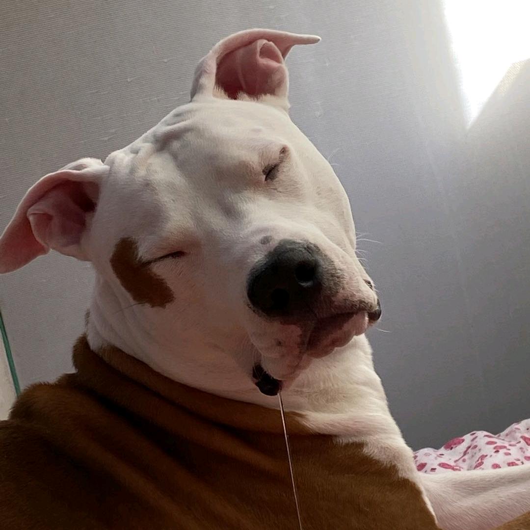 端端是只斯塔福🐶