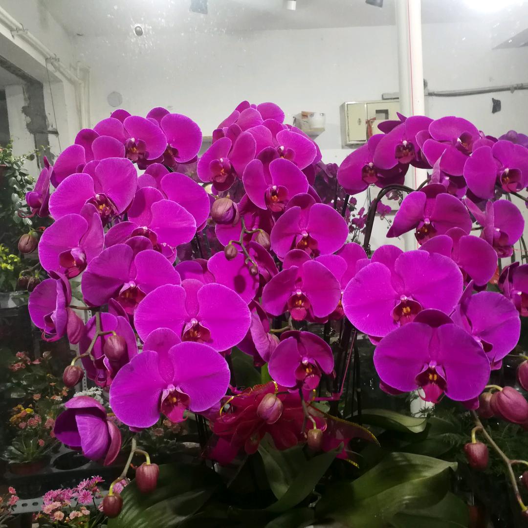 峰鼎【从♥️开始】