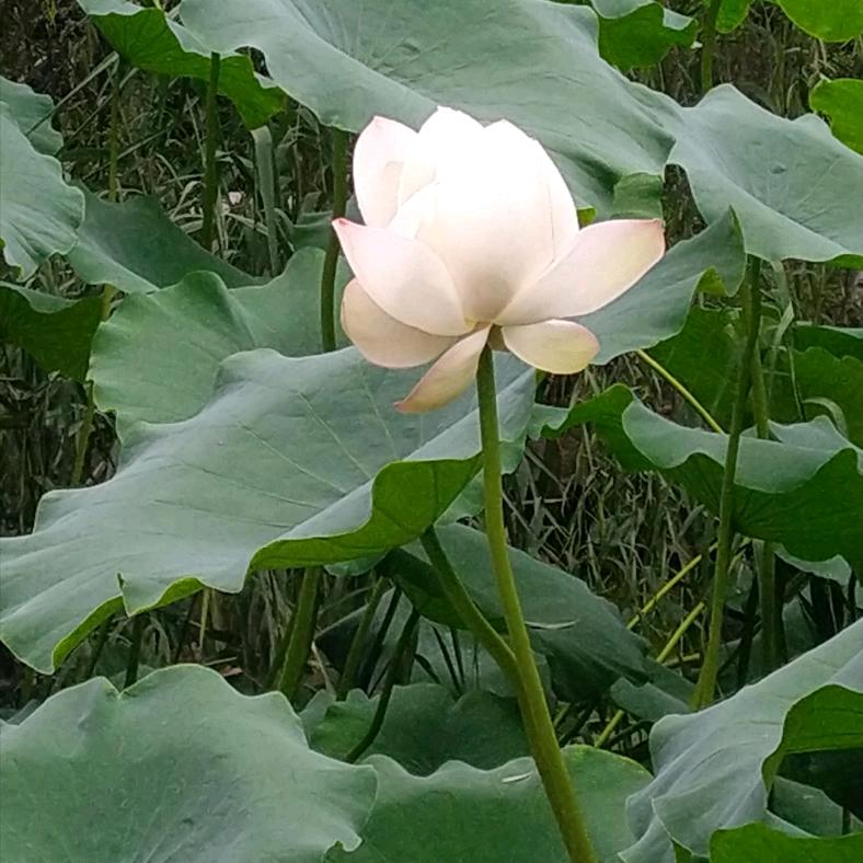 悦