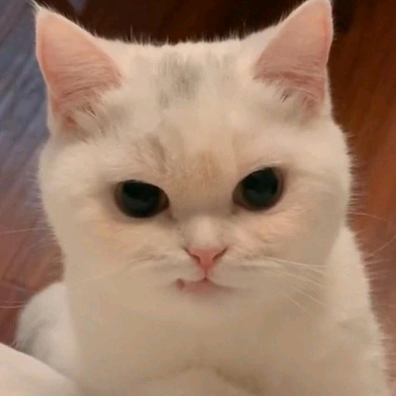 张三和娘家猫的日常
