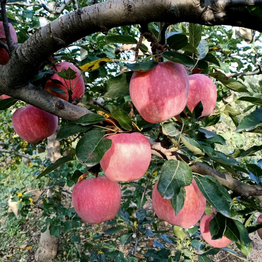 苹果🍎老头