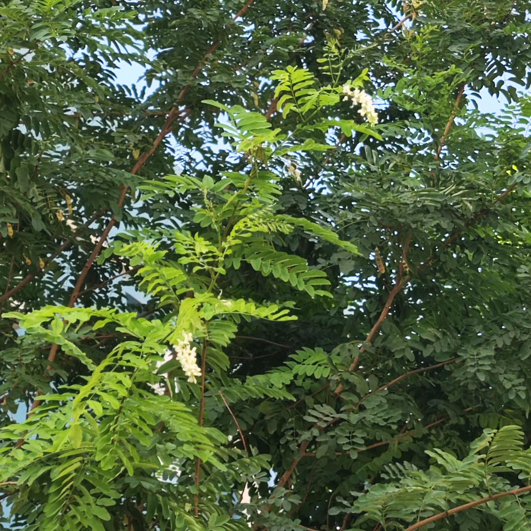 萌萌小兔（拒绝连赞）