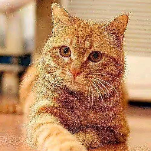 金猫百货