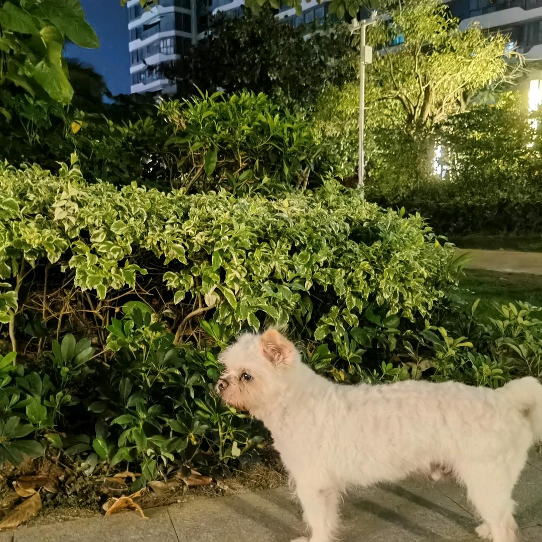 边牧球球