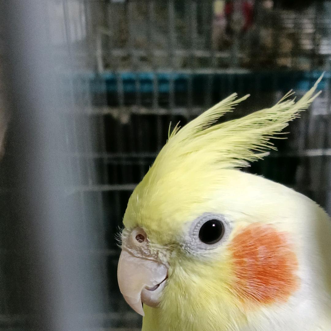 李歌手养玄凤鹦鹉