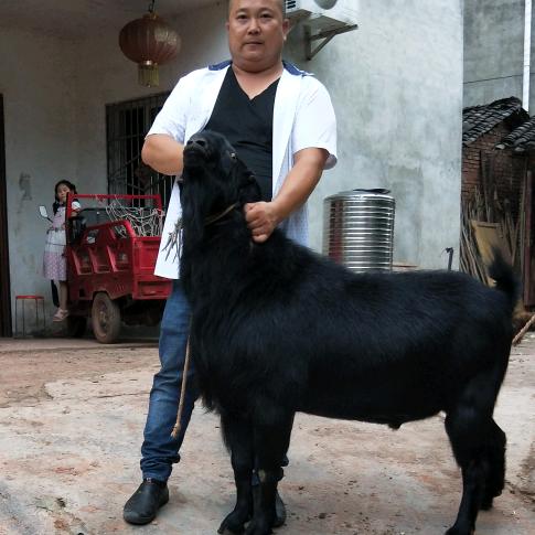 诚丰牧业金堂黑山羊，陈兵