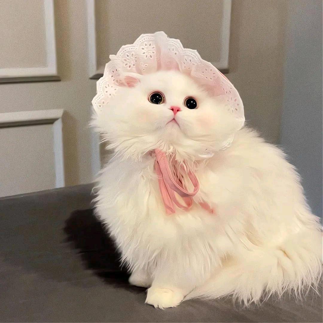 猫猫叫
