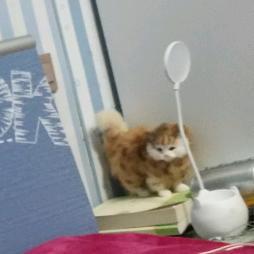 宁亚