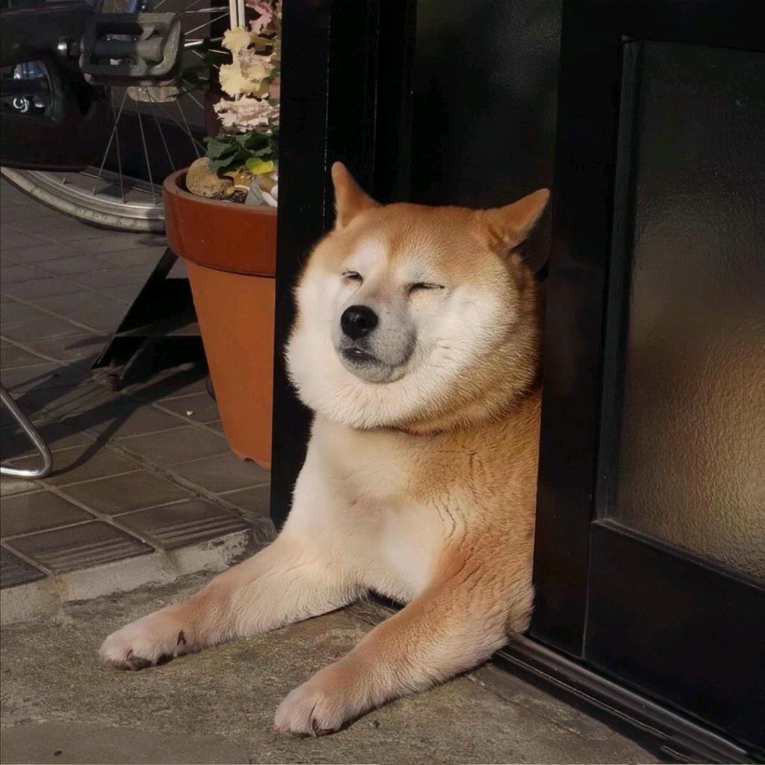 真TM吊
