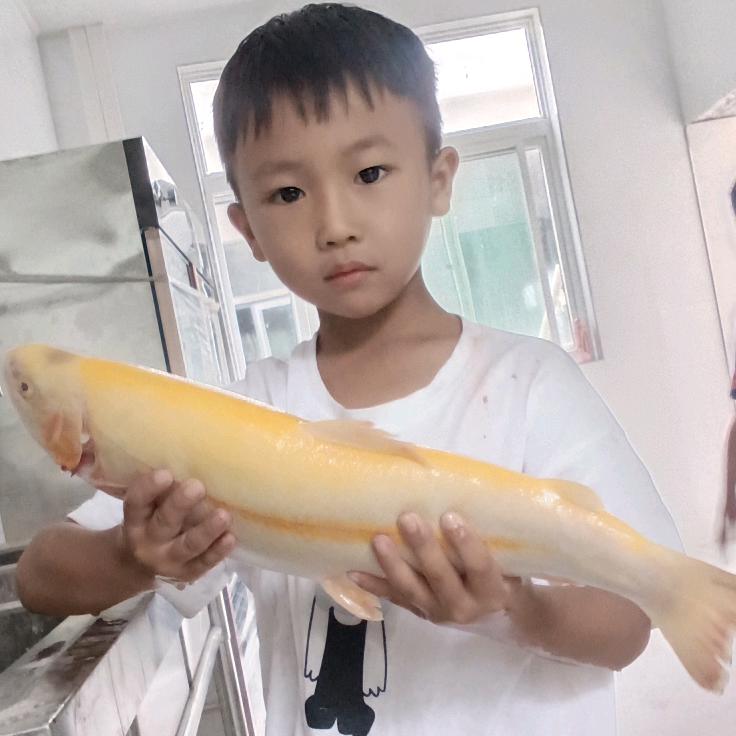 龙博在显