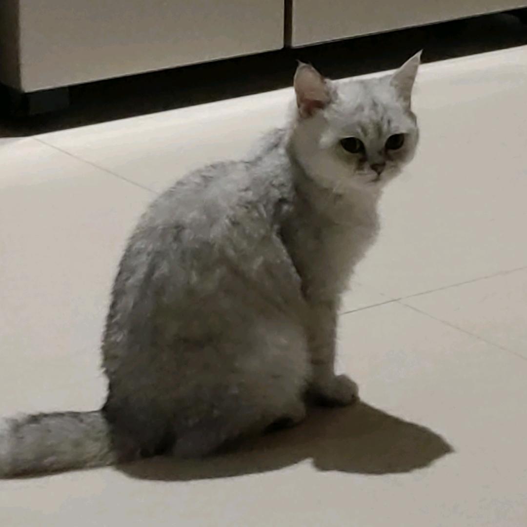 奶茶