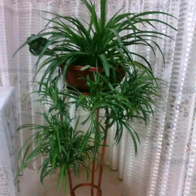 萍