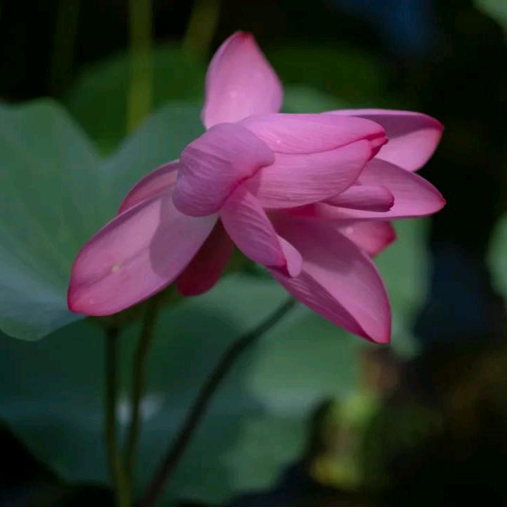 清风剑客