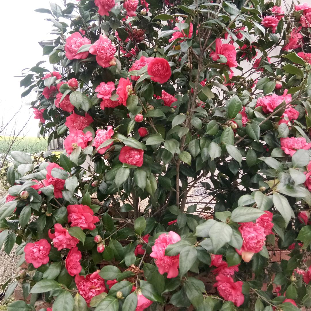 圆闛