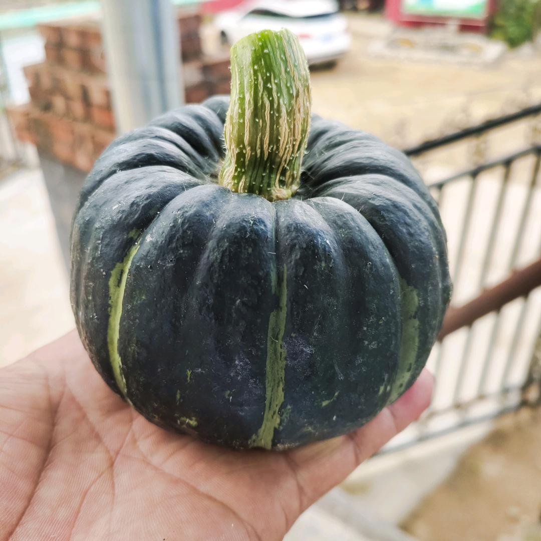 耿哥贝贝南瓜(优选进口种子)